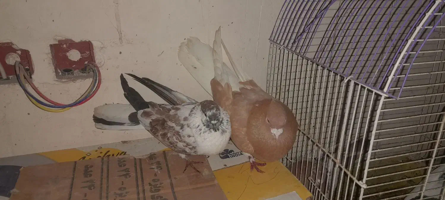 کفتر صید شده|پرنده|اردبیل, |دیوار