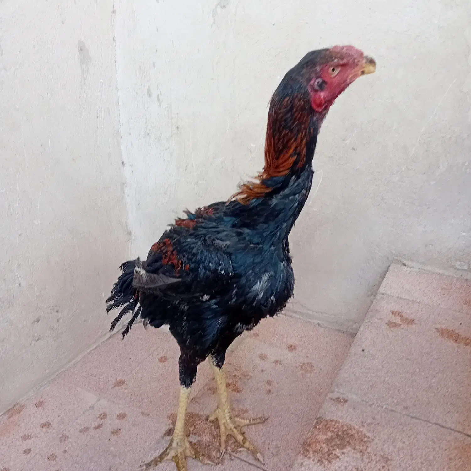 لاری|حیوانات مزرعه|باسمنج, |دیوار