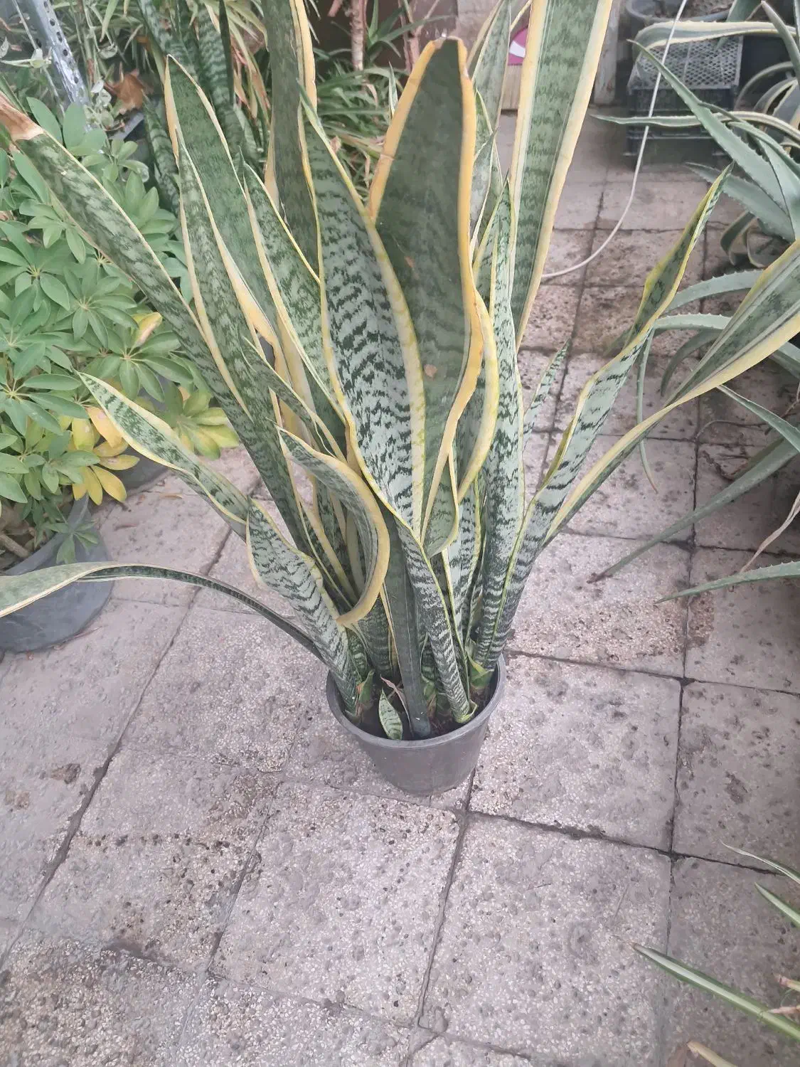 سانسوریا ابلق|گل و گیاه طبیعی|خوی, |دیوار