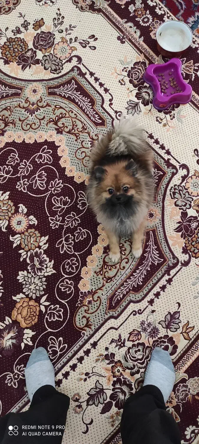 سگ پامر عروسکی|سگ|مراغه, |دیوار