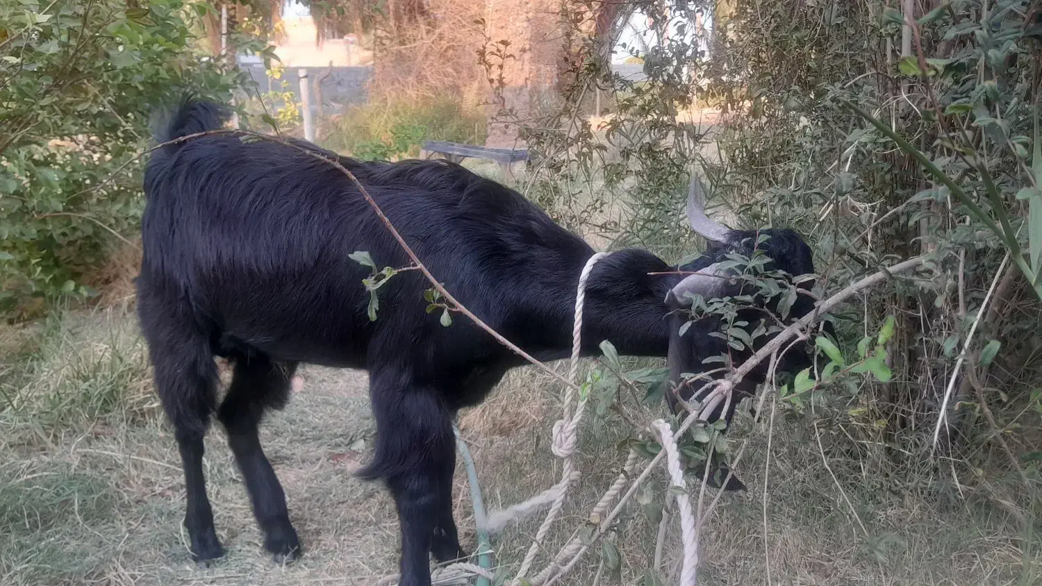 قلعه گنج چپشت چاق|حیوانات مزرعه|کهنوج, |دیوار