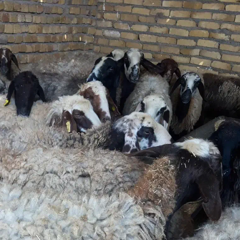 گوسفند مستقیم   از دامدار خرید کنید|حیوانات مزرعه|قزوین, |دیوار