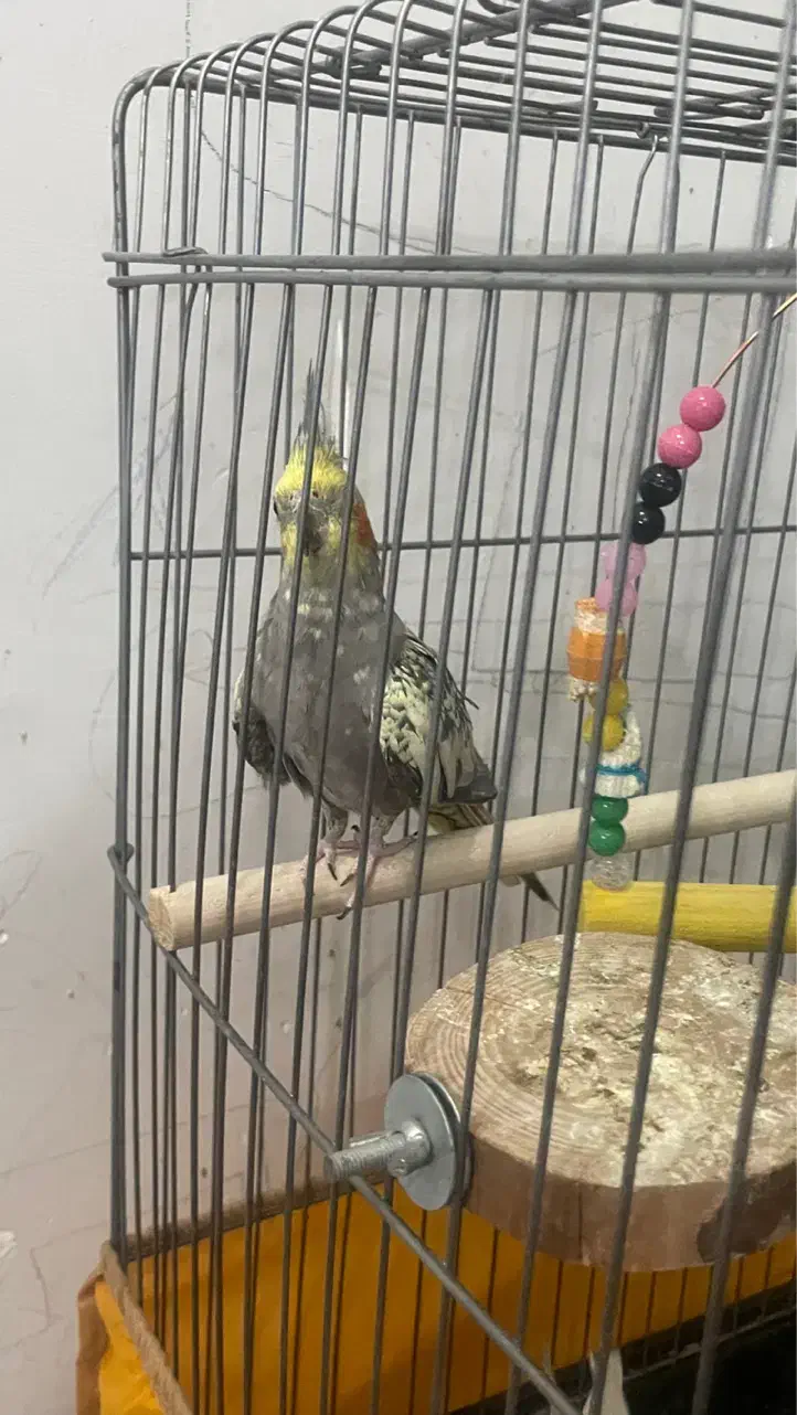 معاوضه عروس با قناری|پرنده|یزد, |دیوار