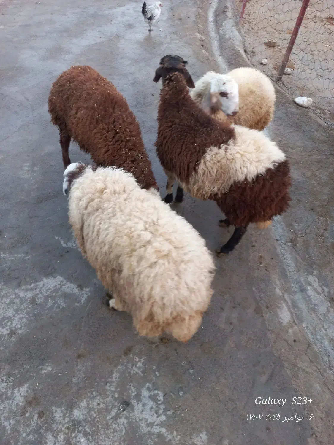 بره نر کشتار|حیوانات مزرعه|فیروزآباد (لرستان), |دیوار