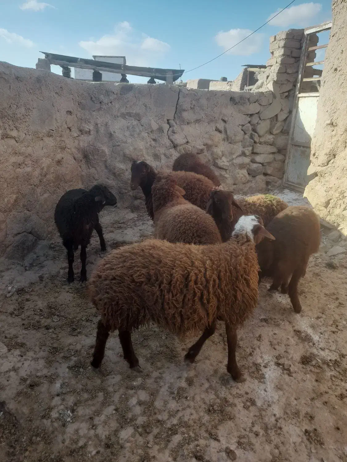 بره نر ریز|حیوانات مزرعه|نیشابور, مازول|دیوار