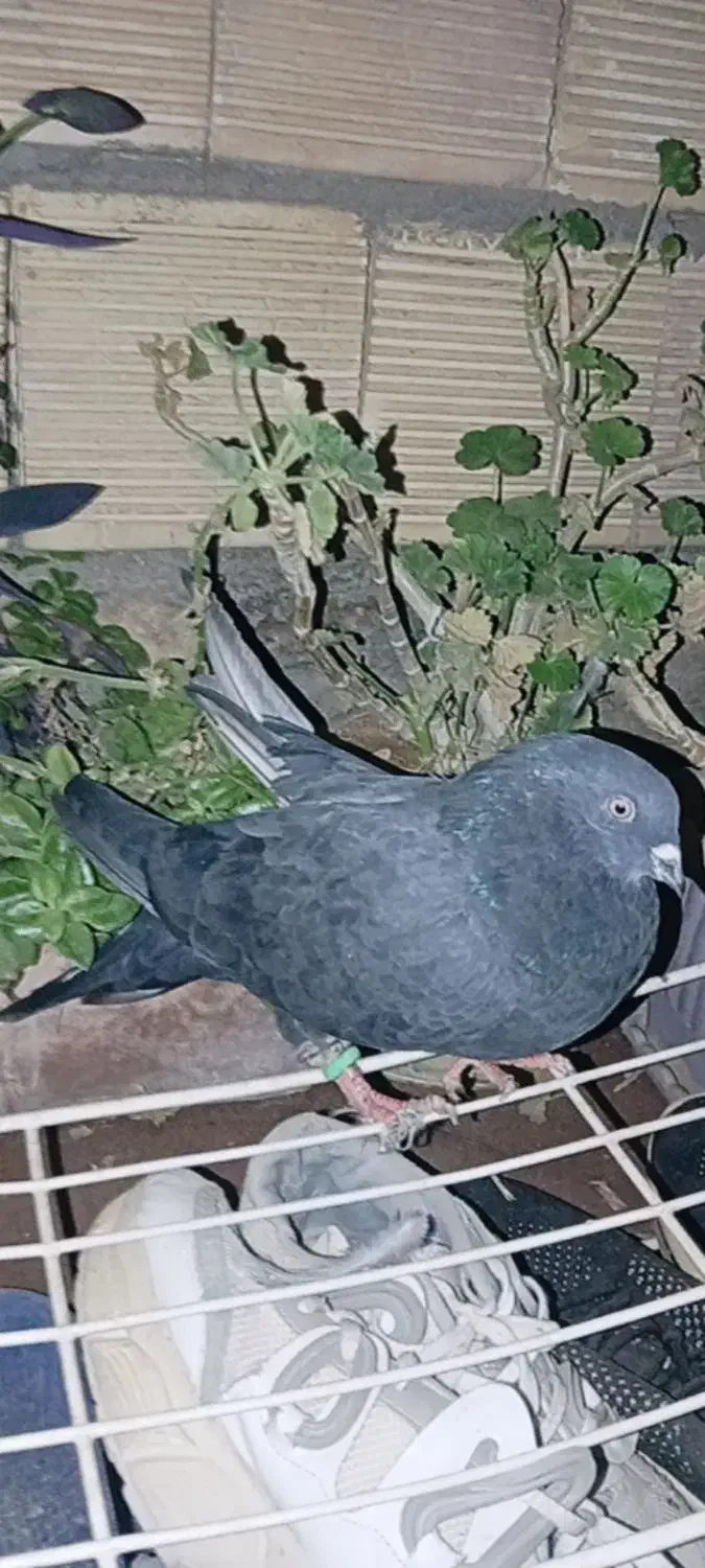 معاوضه|پرنده|جونقان, |دیوار