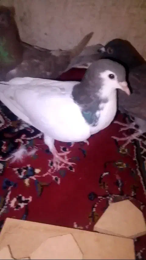 پرشی|پرنده|طاغنکوه, |دیوار