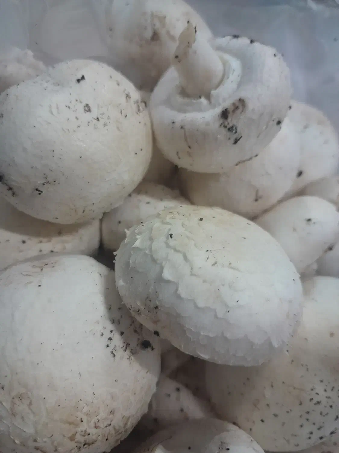 قارچ|خوردنی و آشامیدنی|خشکبیجار, |دیوار