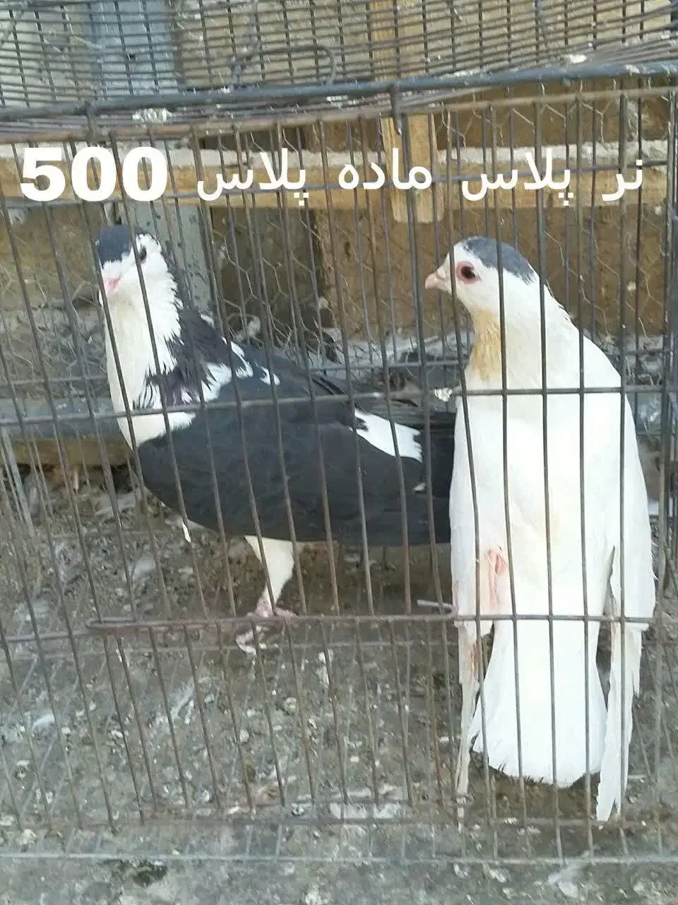 کبوتر|پرنده|قم, شهرک توانیر|دیوار