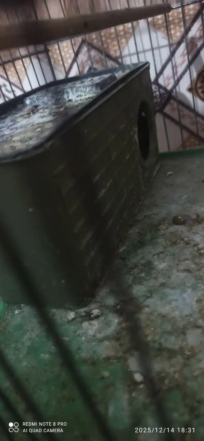 یک جفت مرغ عشق با قفس و تمام لوازم|پرنده|شیراز, کوشک میدان|دیوار