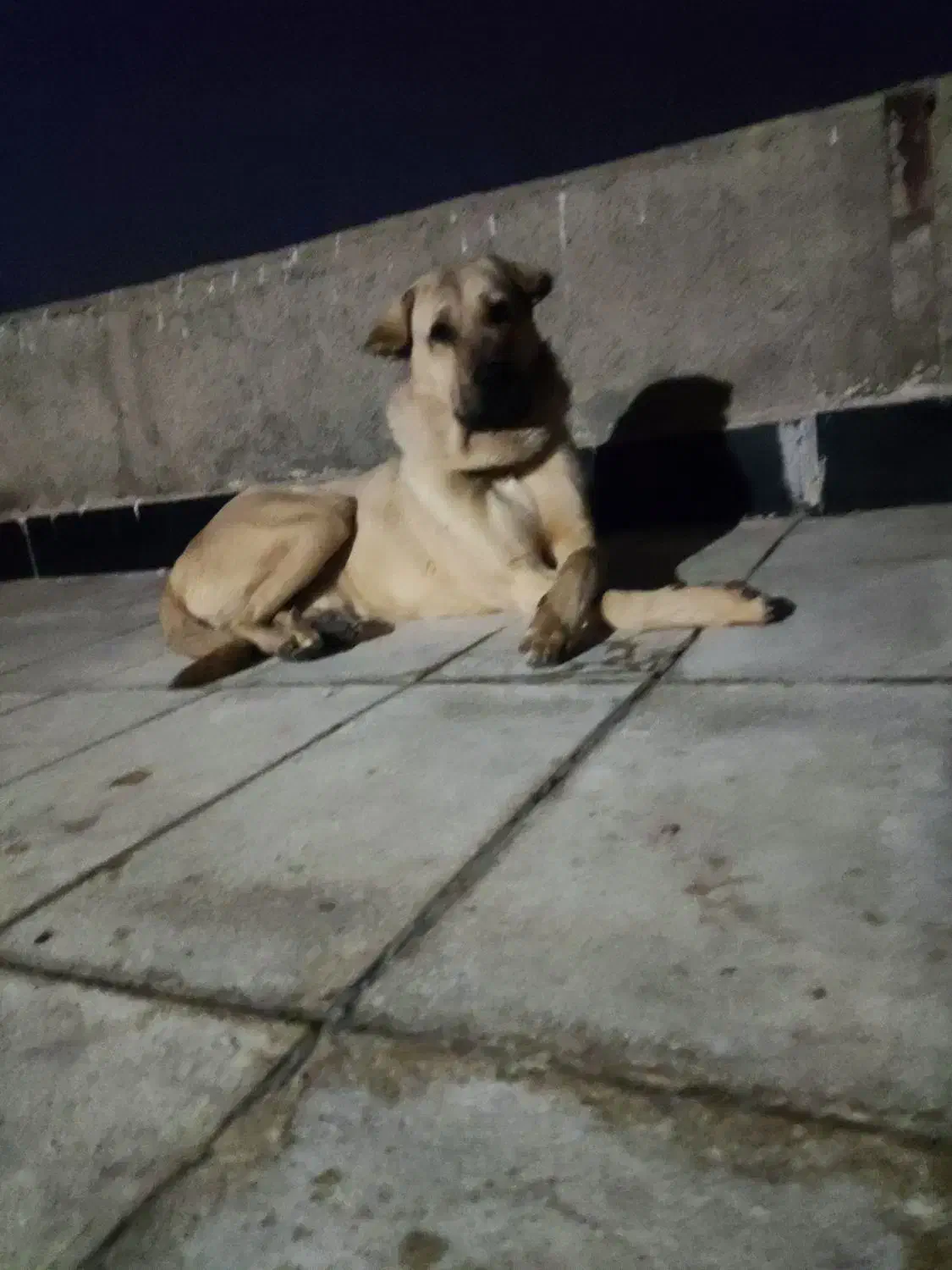 سگ نگهبان|سگ|اسلام‌شهر, شهرک قائمیه|دیوار