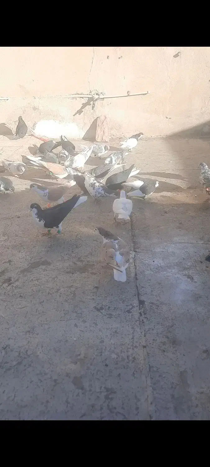 ۳۰ تا پرشی رنگی|پرنده|سبزوار, باهنر|دیوار