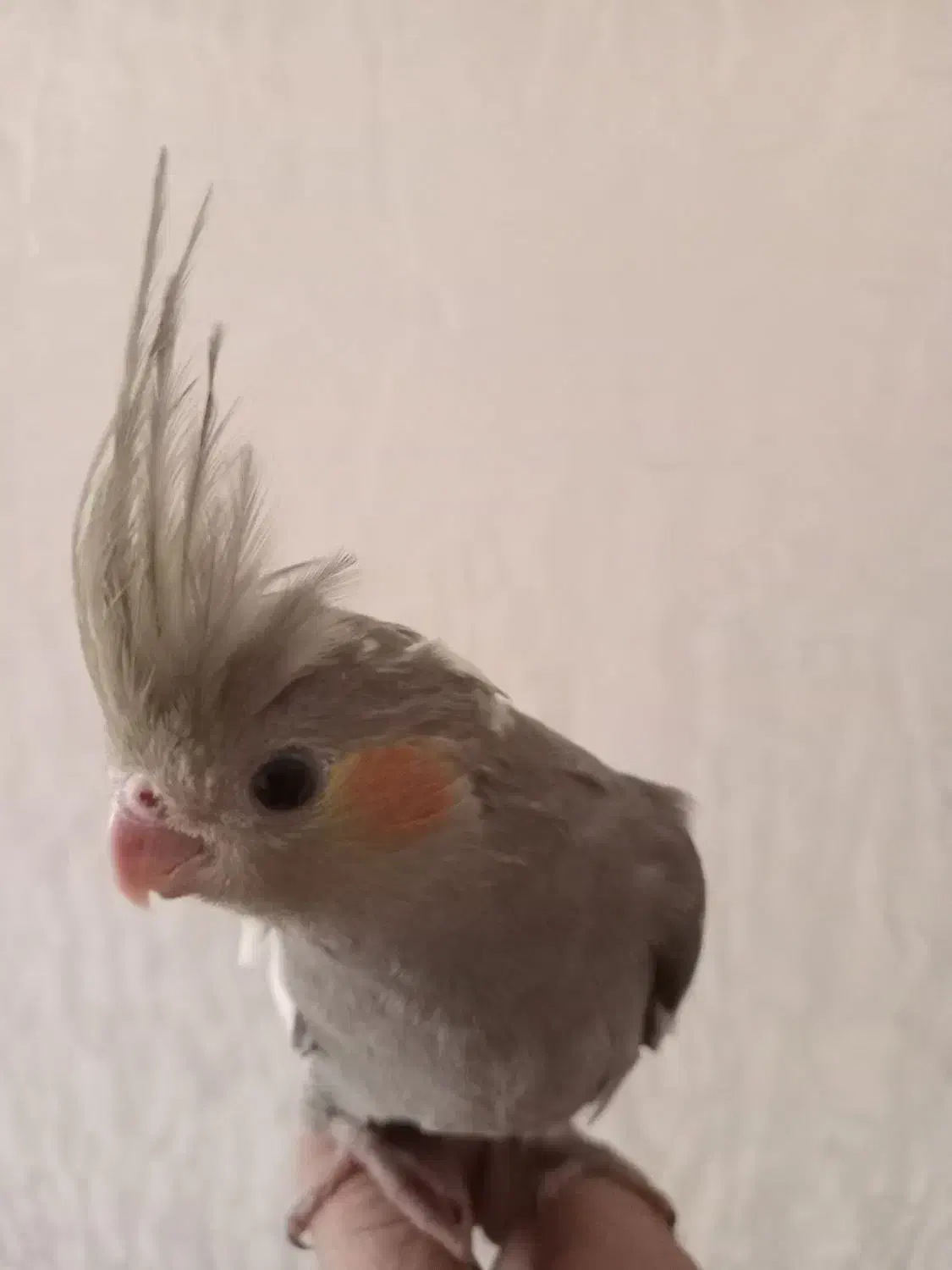 جوجه عروس هلندی|پرنده|فردیس, فرامرزیه|دیوار