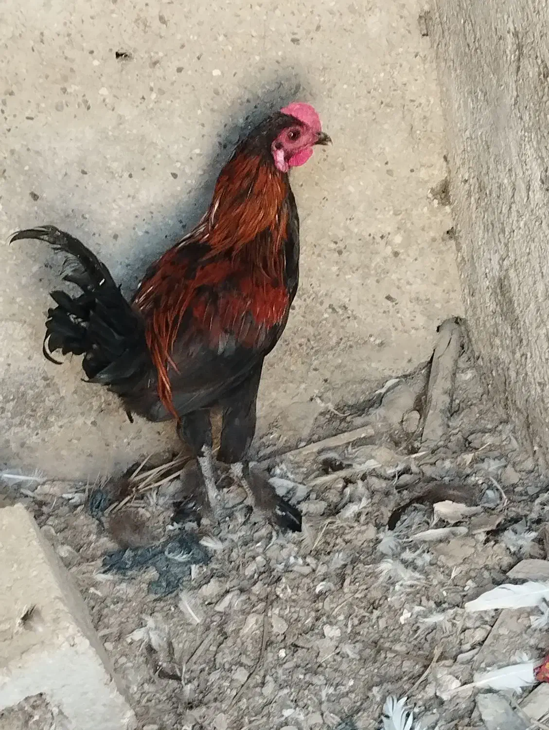 خروس محلی|حیوانات مزرعه|بندرعباس, |دیوار