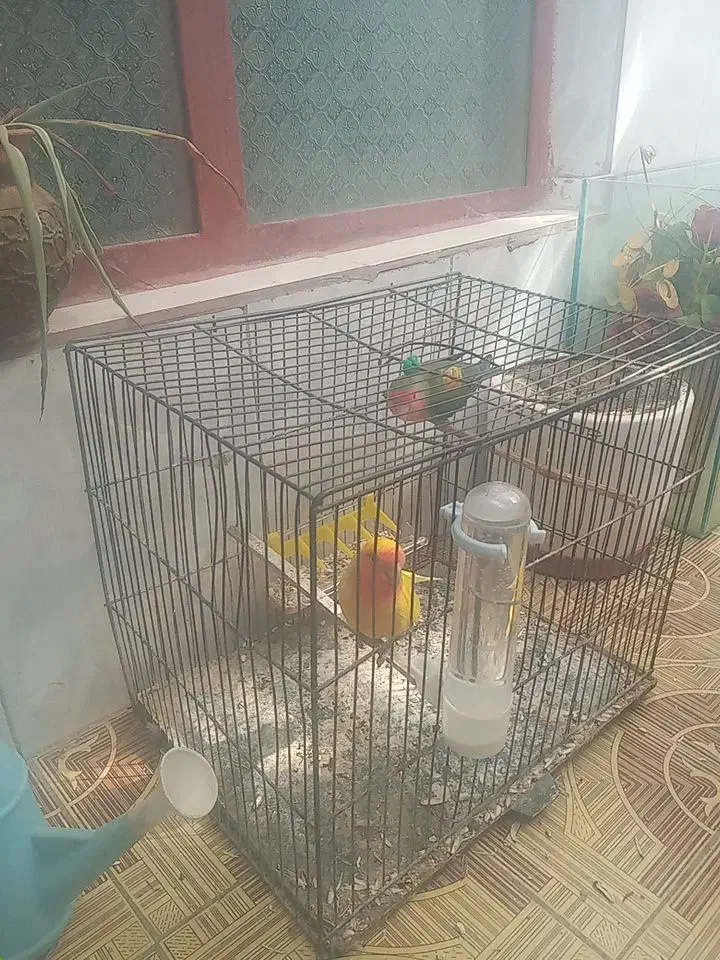 یک جفت طوطی برزیلی سالم|پرنده|تاکستان, |دیوار