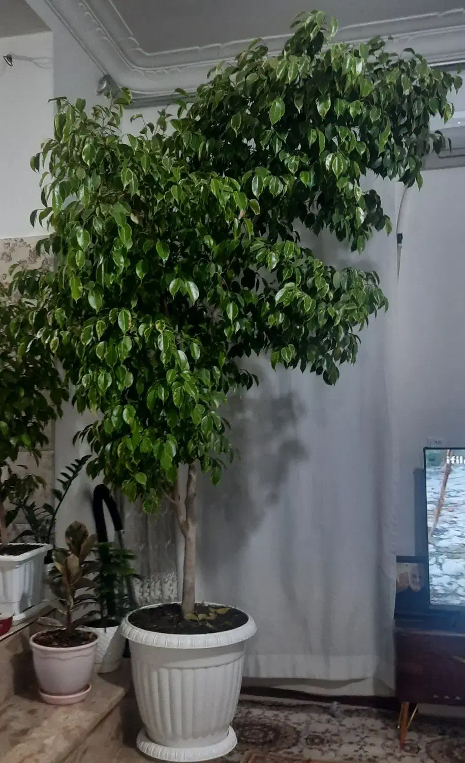 گل بنجامین برگ سبز|گل و گیاه طبیعی|ارومیه, |دیوار