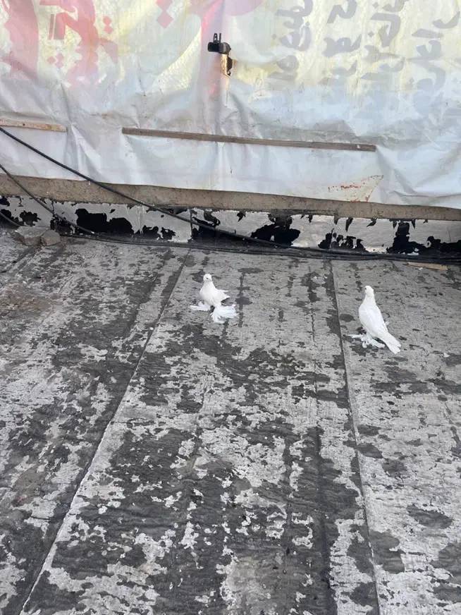 کبوتر|پرنده|تبریز, |دیوار