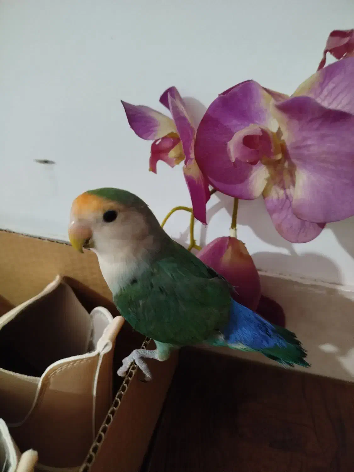 کوتوله برزیلی|پرنده|قم, نخودی|دیوار