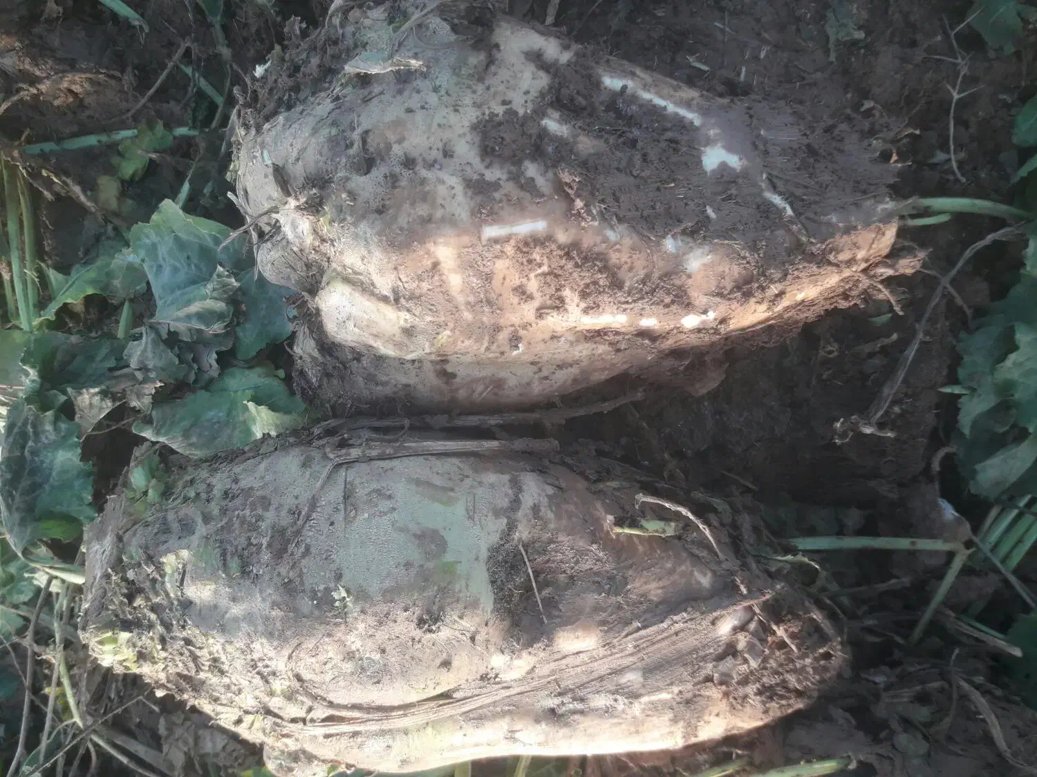 چغندر قند درشت|عمده‌فروشی|بشاریات, |دیوار