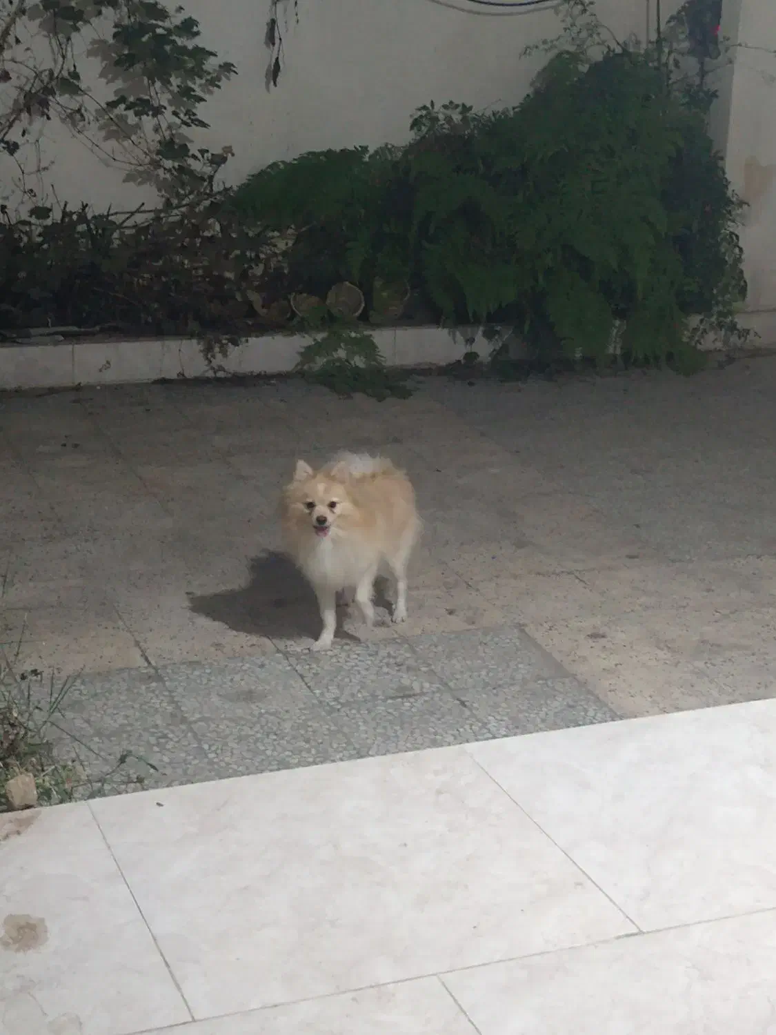 سگ پامرانیان ماده|سگ|ساری, |دیوار