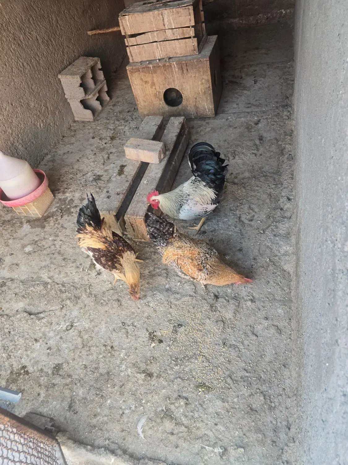 مرغ و خروس و نیمچه|حیوانات مزرعه|خمینیشهر, |دیوار