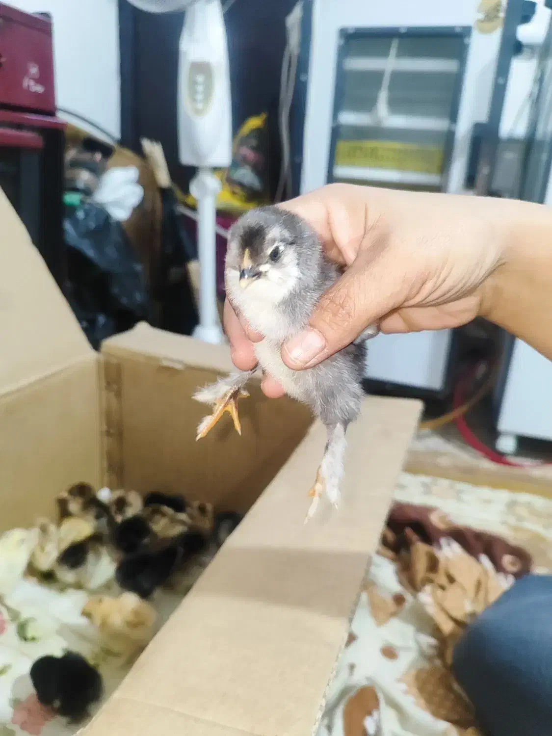 جوجه برهما دیلگونی|حیوانات مزرعه|دهدشت, |دیوار