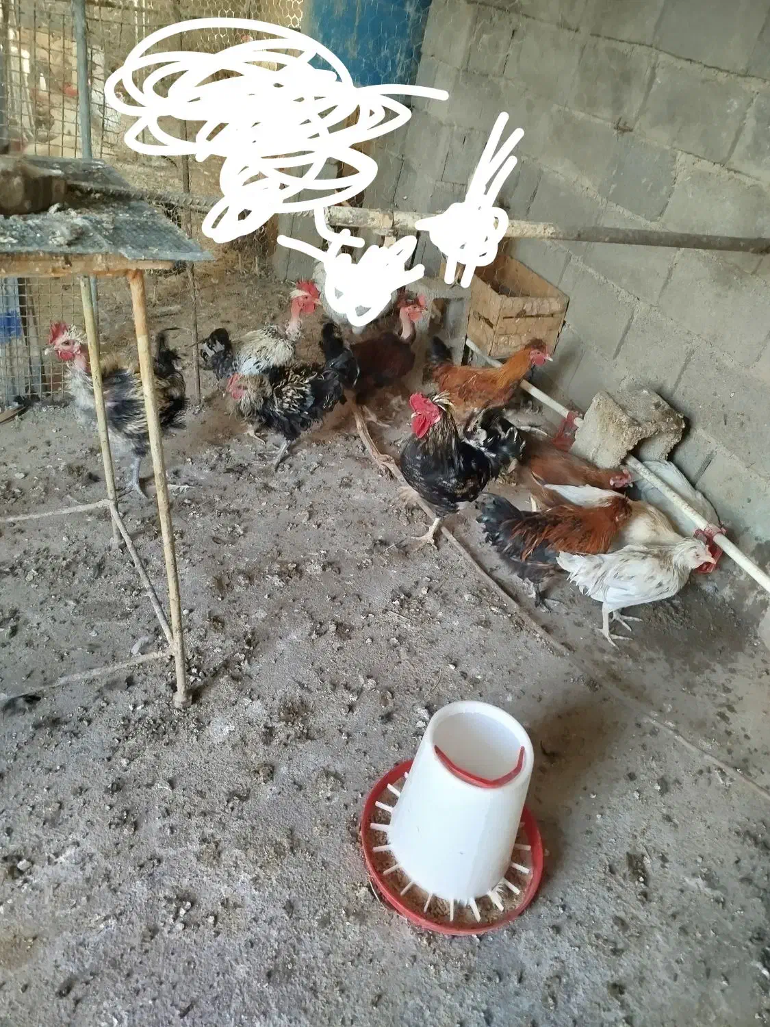 مرغ.خروس.گردن لخت.گردن ریت.فرفری|حیوانات مزرعه|امیدیه, |دیوار