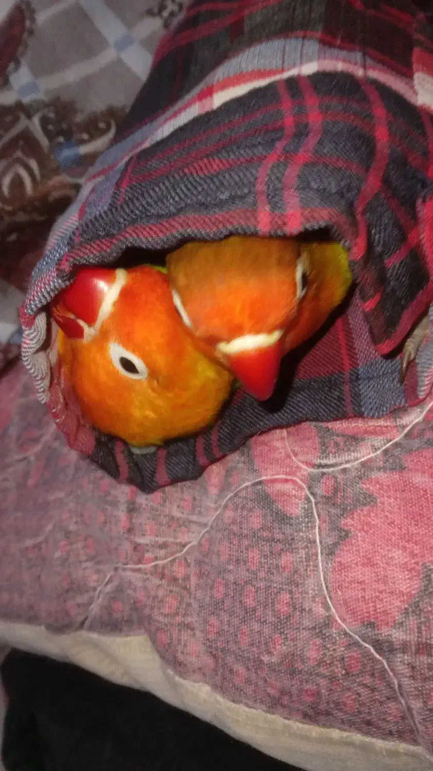 طوطی برزیلی فول رام|پرنده|سنندج, |دیوار