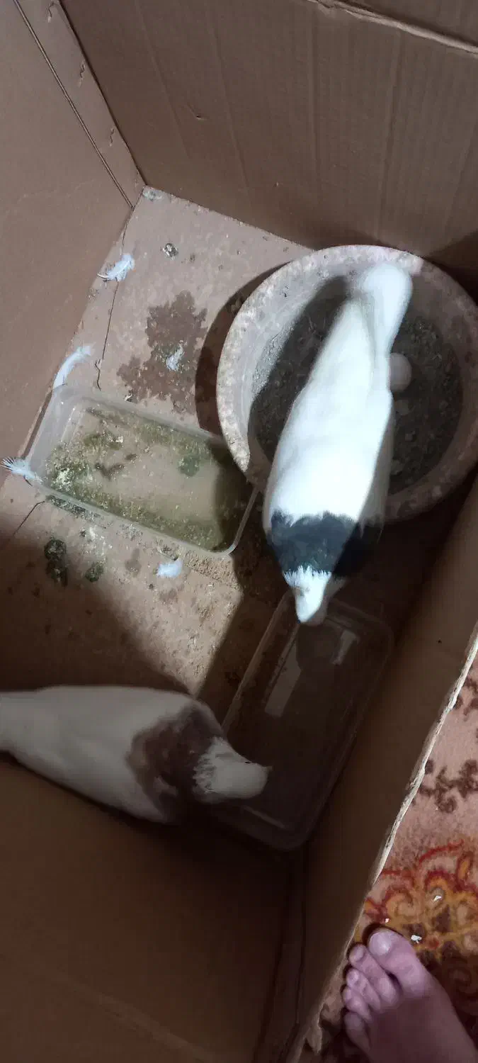 طوقی|پرنده|بستان آباد, |دیوار