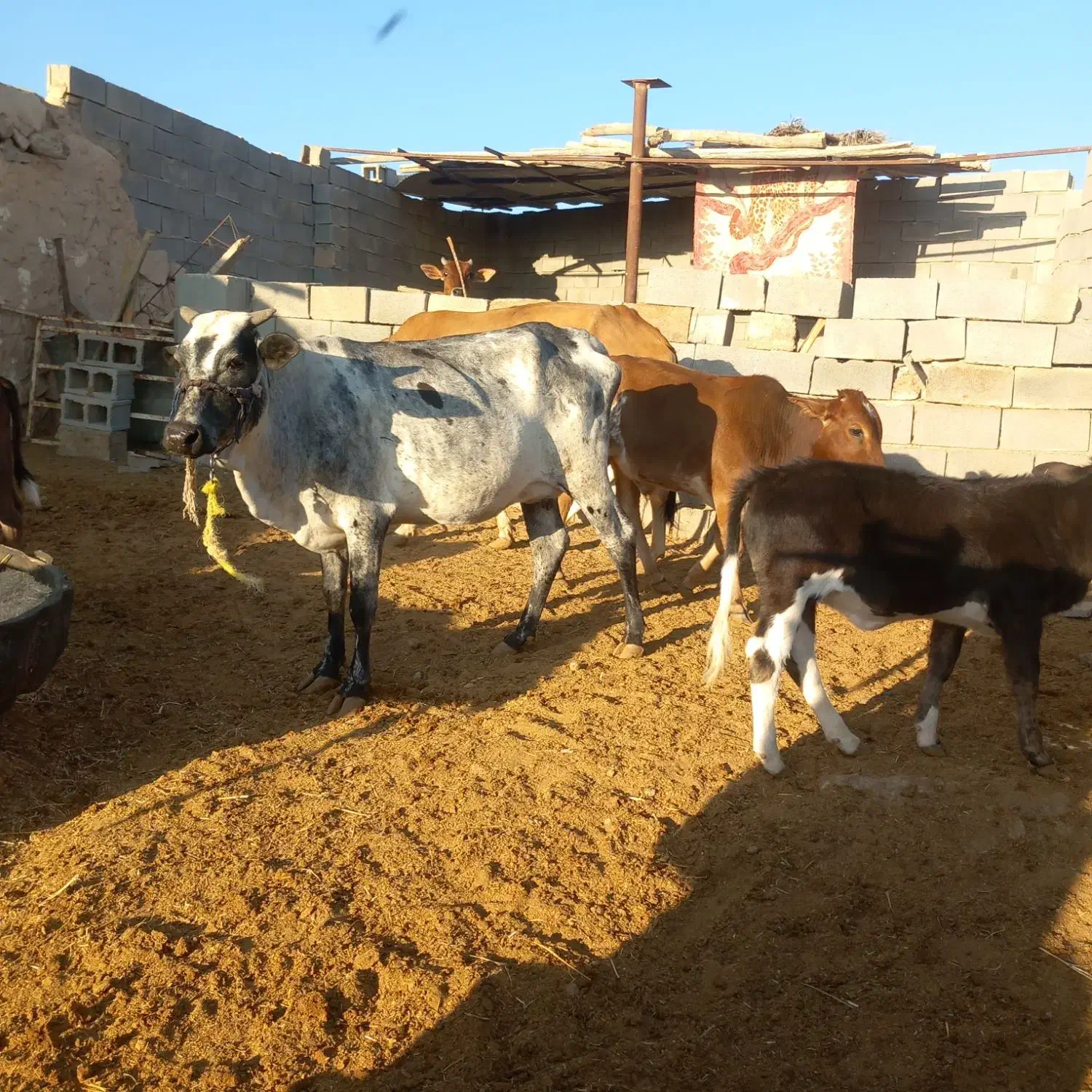 گاو و گوساله|حیوانات مزرعه|کردیان, |دیوار