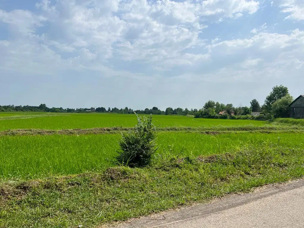 فروش۳هکتار/زمین شالیزار کشاورزی/یه تیکه/مرغوب/شفت|فروش زمین و ملک کلنگی|شفت, |دیوار