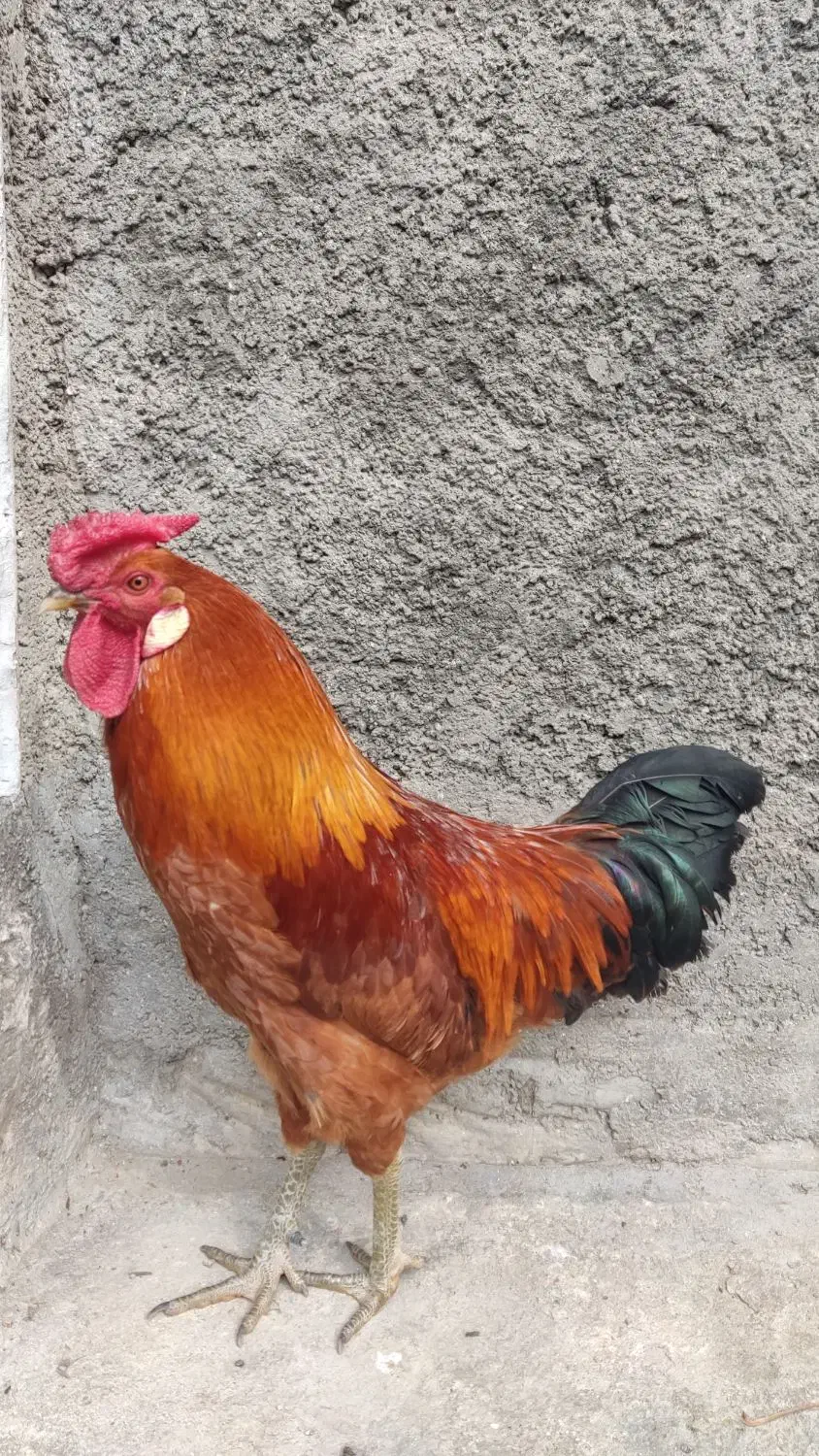 مرغ تخمگذار و خروس|حیوانات مزرعه|کرمانشاه, |دیوار