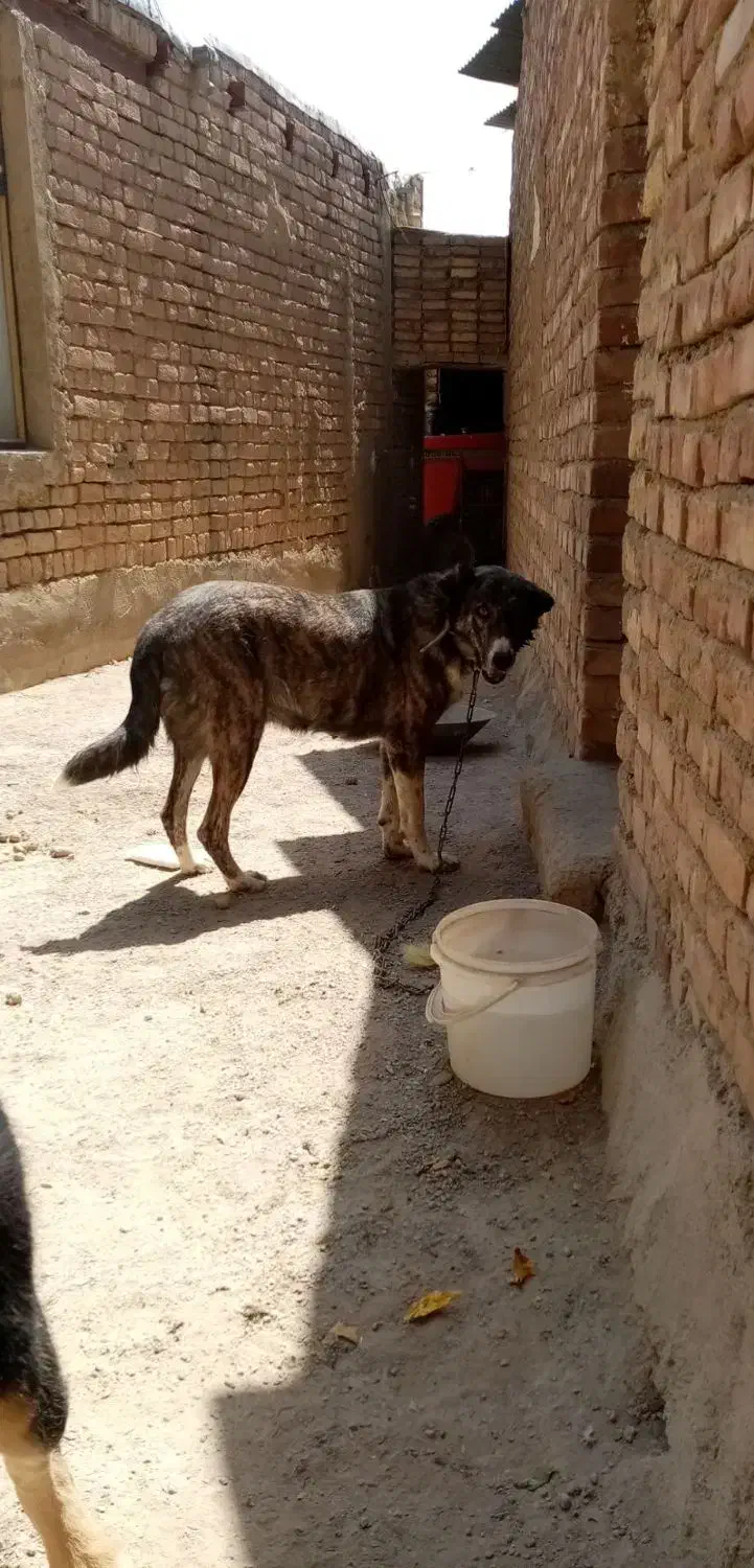 یک جفت سگ ماده پژدروافغان|سگ|کنگاور, |دیوار