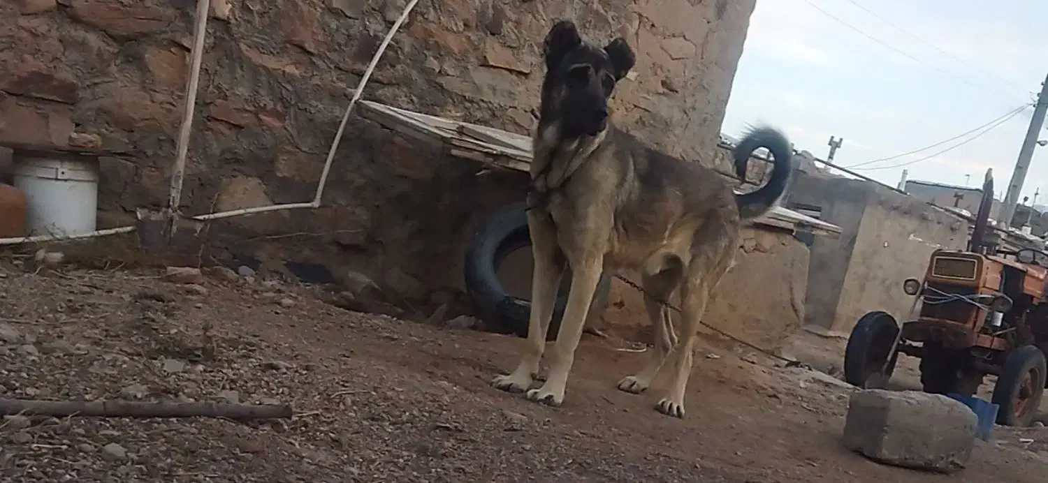 سگ سرابی|سگ|بستان آباد, |دیوار