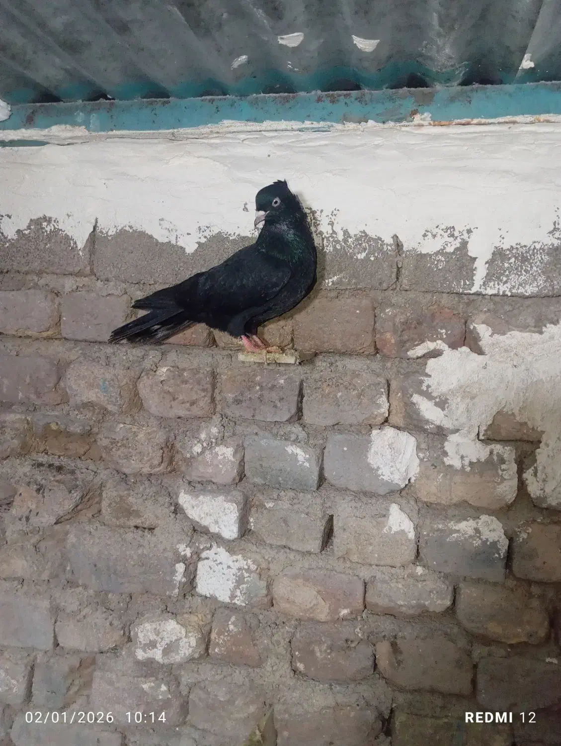 زاغ|پرنده|خرم‌آباد, |دیوار