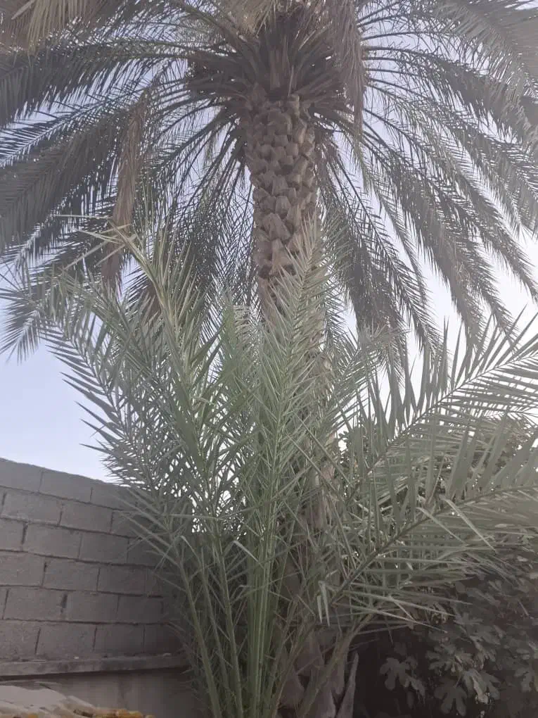 برش و قطع نخل در سراسر استان رایگان|خدمات باغبانی و درختکاری|بندر کنگان, |دیوار