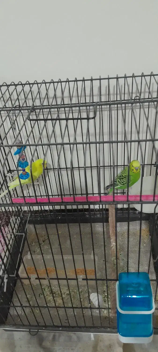 پرنده|پرنده|شهریار, شهرک مصطفی خمینی|دیوار