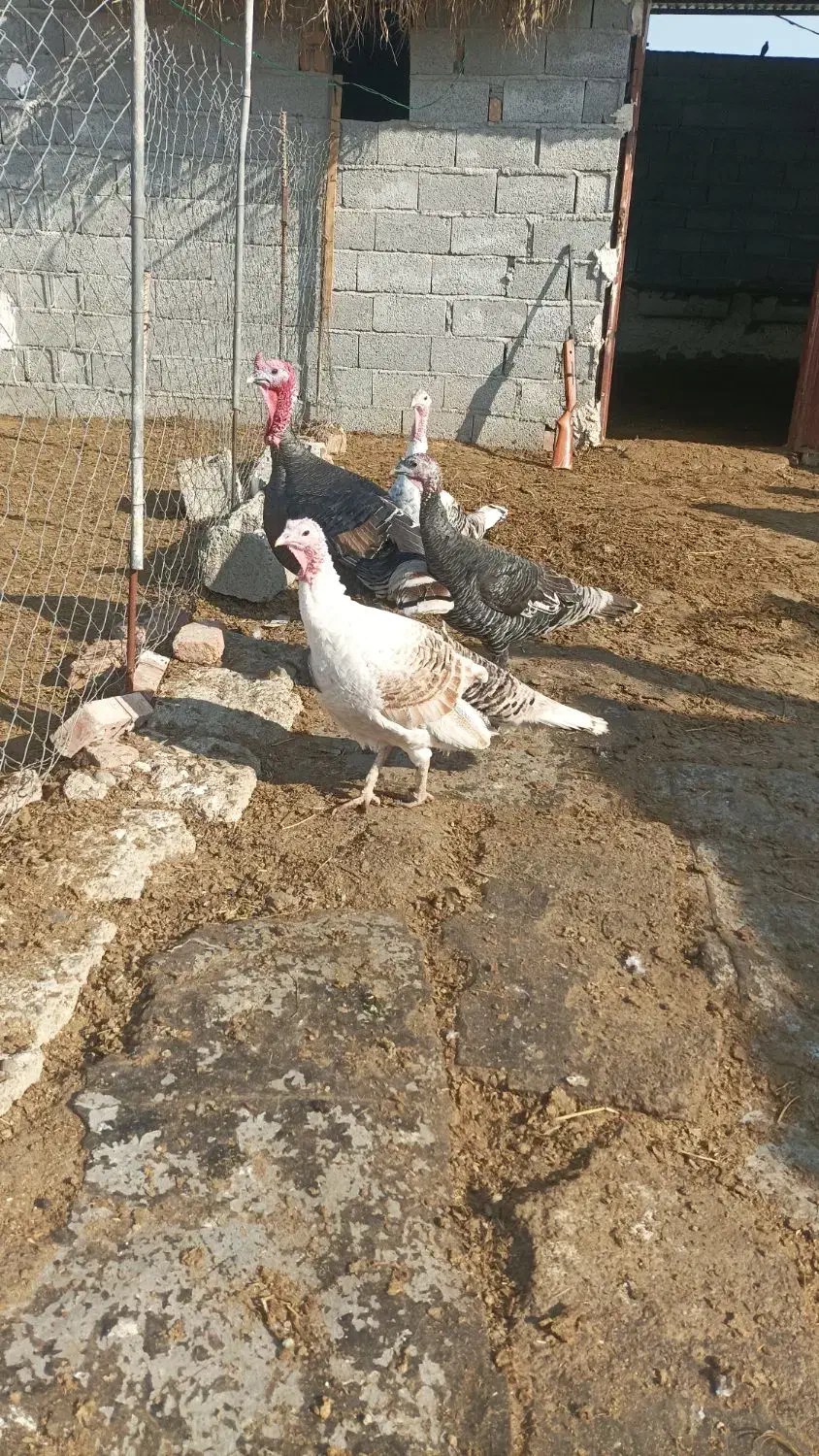 بوقلمون طبیعی وخروس طبیعی|حیوانات مزرعه|پارس‌آباد, |دیوار