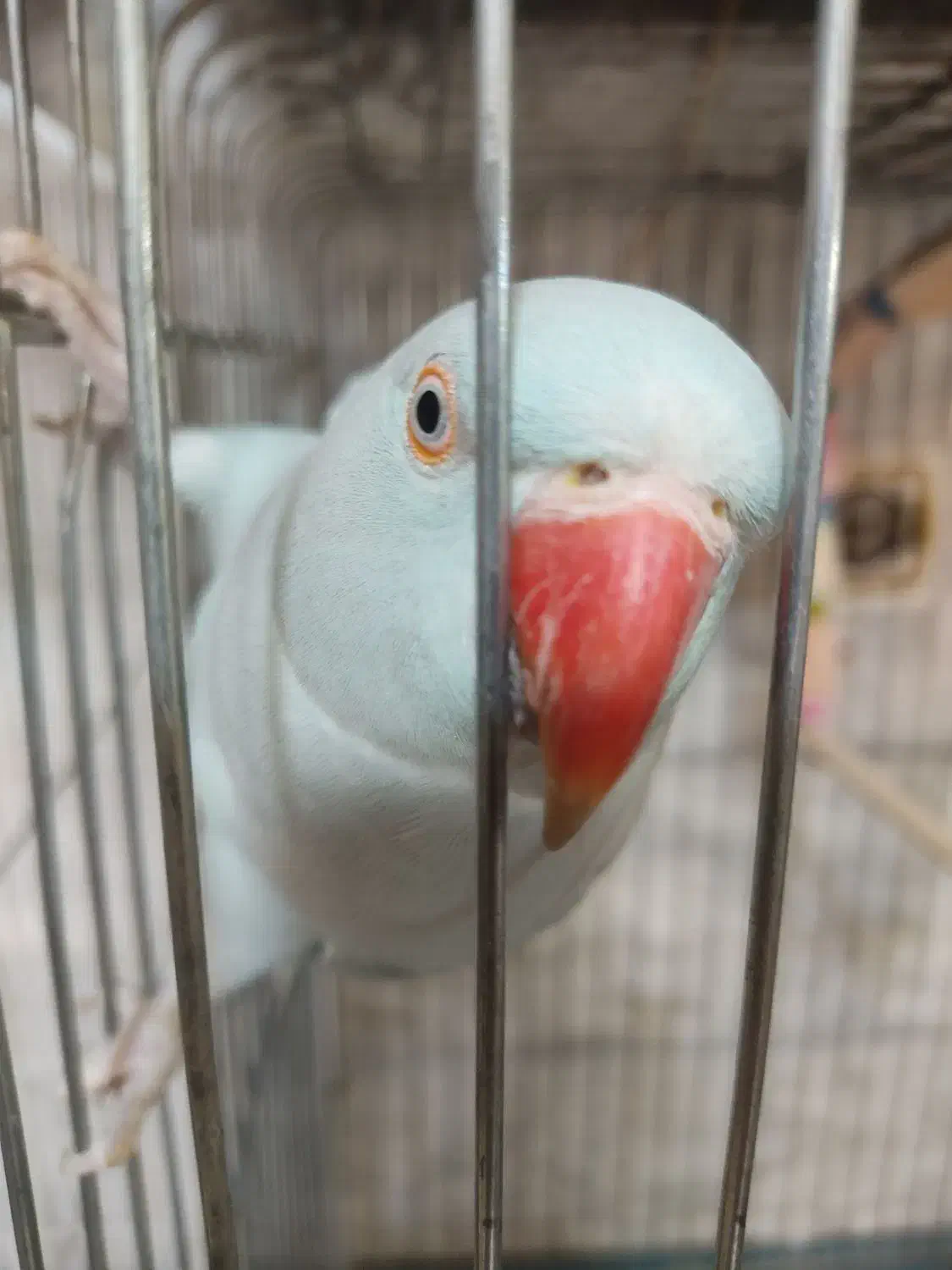 طوطی ملنگو اوپال آبی ماده مست با تست|پرنده|خاوران, |دیوار