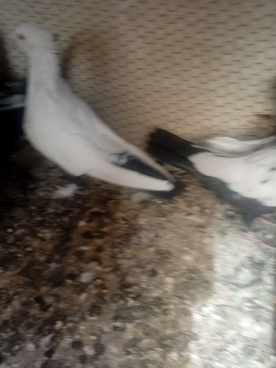 نروماده دم سیاه۸تا|پرنده|قم, دورشهر|دیوار