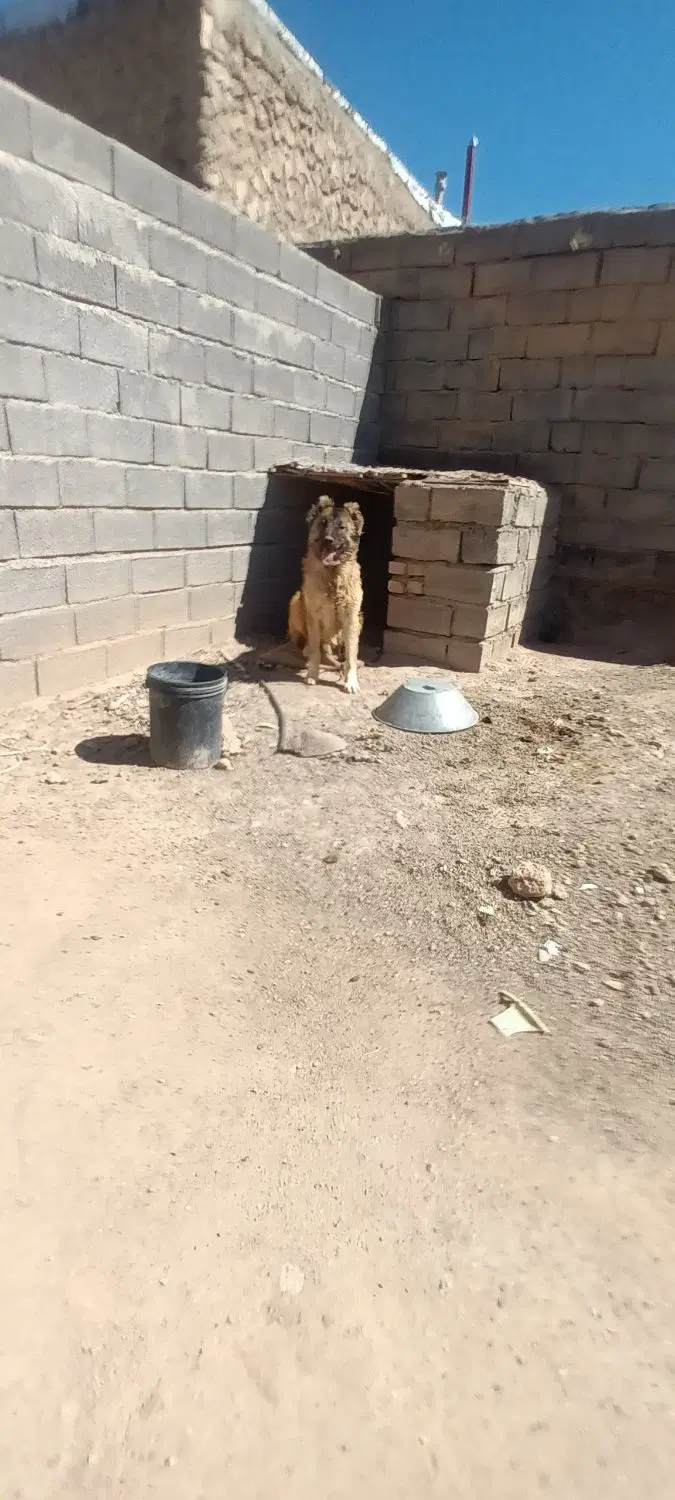 سگ سرابی|سگ|دلبران, |دیوار