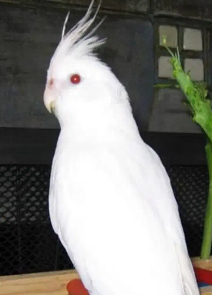 آلبینو .لوتینو .مرواریدی|پرنده|ری, ولی آباد|دیوار