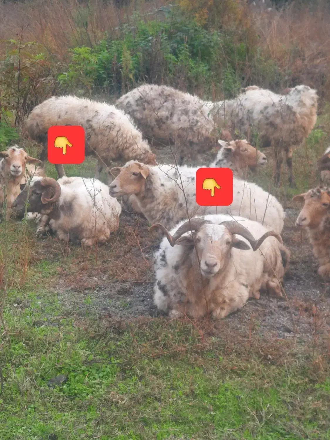 فروشی|حیوانات مزرعه|حویق, |دیوار