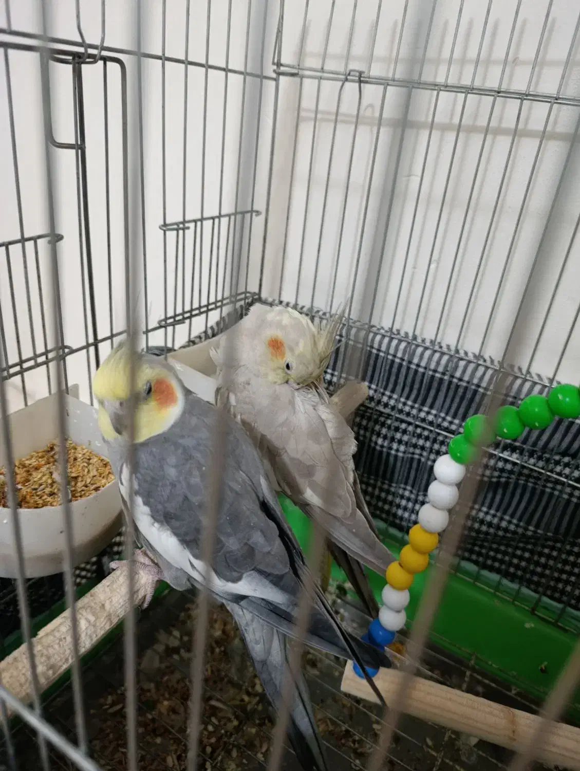 دو عدد عروس هلندی نر و ماده|پرنده|ری, شهید بهشتی|دیوار