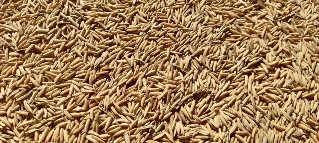 جو شیرودی|خوردنی و آشامیدنی|تولم شهر, |دیوار