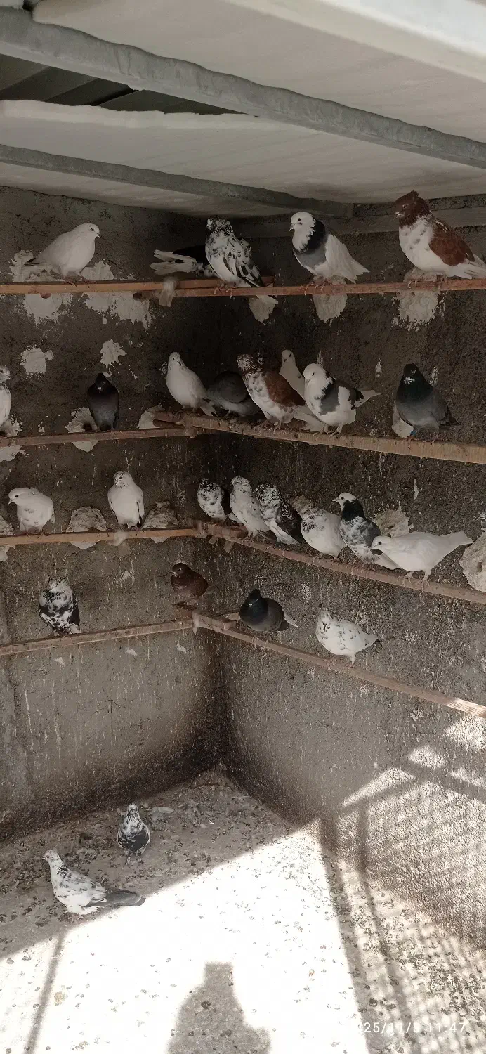 کبوتر فوق پرشی ساعت بالا|پرنده|وحیدیه, |دیوار