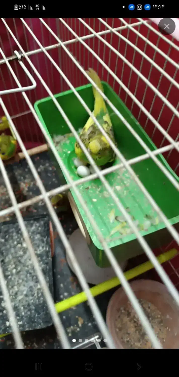 مرغ عشق|پرنده|بومهن, |دیوار