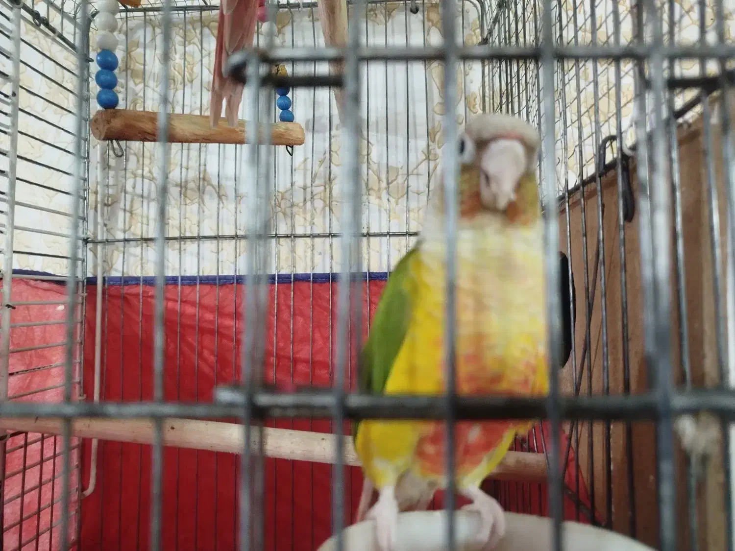 طوطی مولدگیرینچیک و عروس پاریس|پرنده|اهواز, منبع اب|دیوار