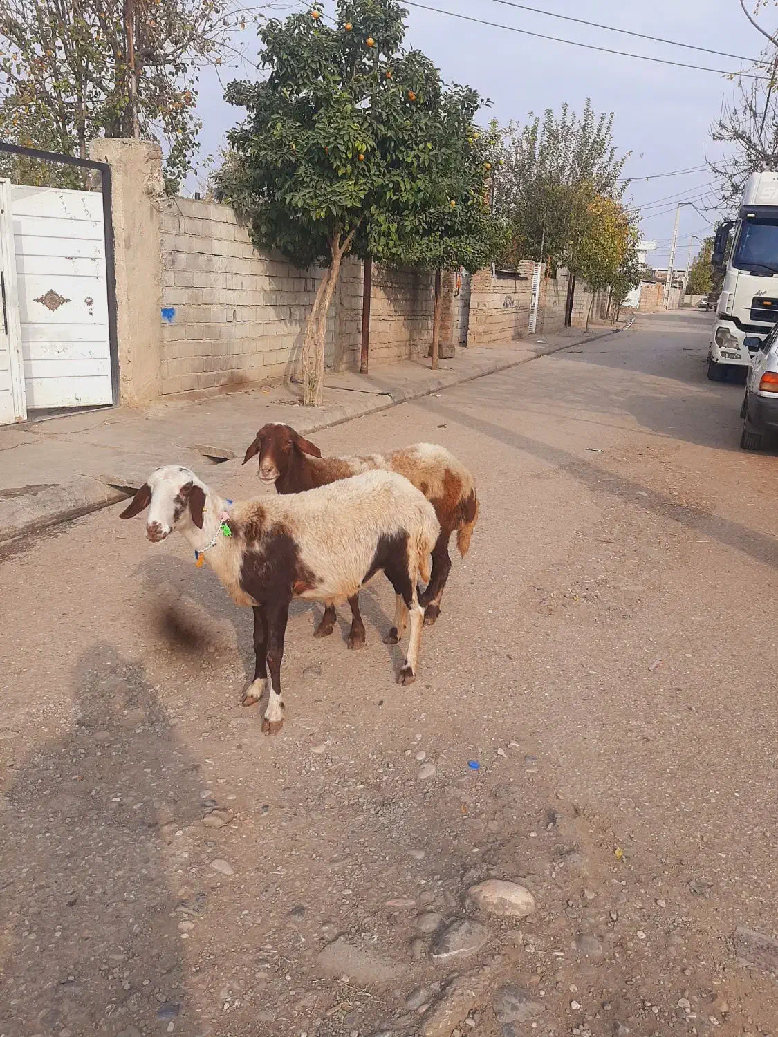 گوسفند ابس جوان بره|حیوانات مزرعه|گنبد کاووس, |دیوار