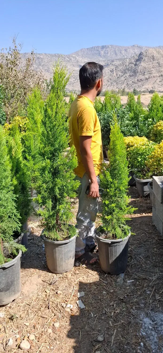 لاوسون طلایی|گل و گیاه طبیعی|شیراز, میرزاکوچک خان|دیوار